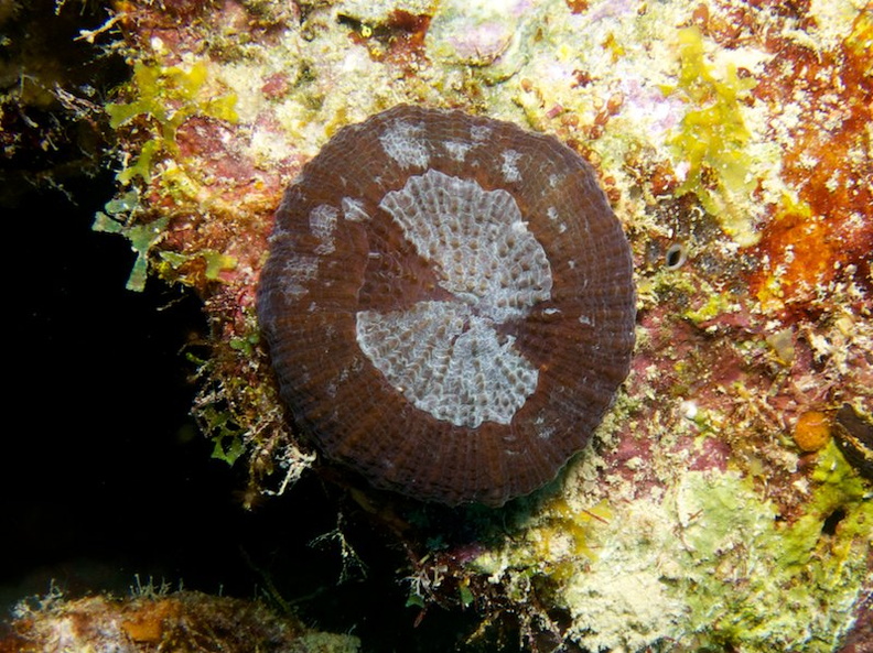 Solitary Disk Coral IMG_6050.jpg